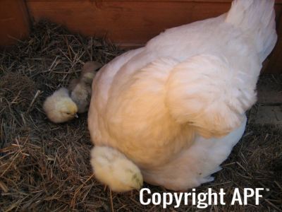 normal_baby_chook220808_012~0.jpg
