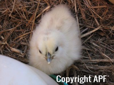 normal_baby_chook220808_013~0.jpg