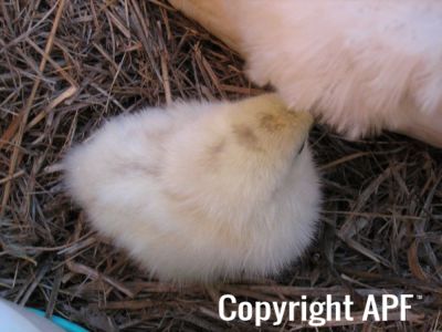 normal_baby_chook220808_014.jpg