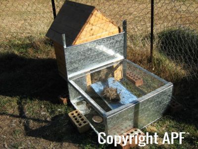 normal_baby_chook220808_017~0.jpg
