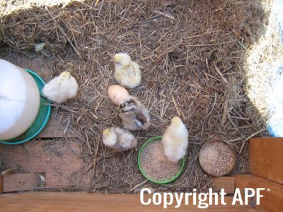 normal_baby_chook220808_018.jpg