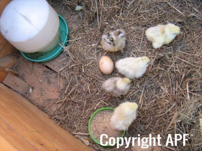 normal_baby_chook220808_019.jpg