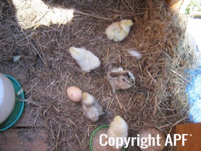 normal_baby_chook220808_020.jpg