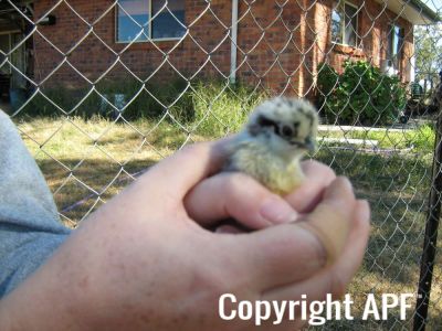 normal_baby_chook220808_021~0.jpg