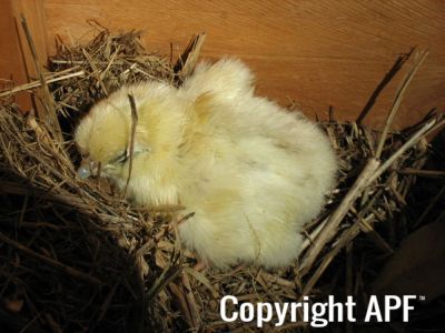 normal_baby_chook220808_023~0.jpg