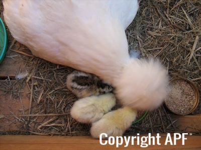 normal_baby_chook220808_024.jpg