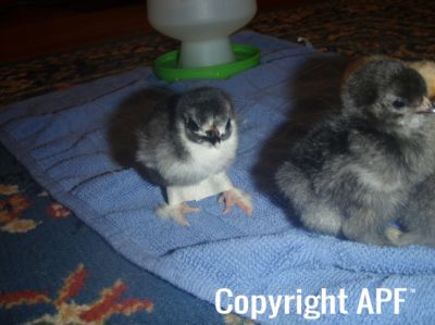 baby_pekin_chick_in_brace_1~0.jpg