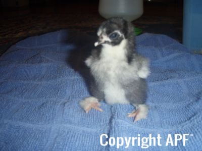 baby_pekin_chick_splayed_legs_2~0.jpg