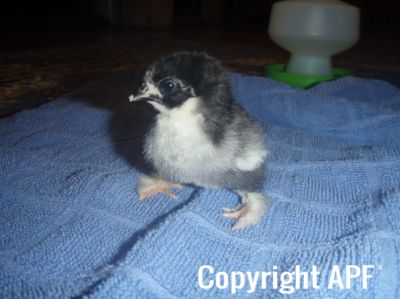 baby_pekin_chick_splayed_legs_3.jpg