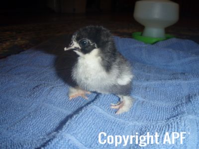 baby_pekin_chick_splayed_legs_3~0.jpg