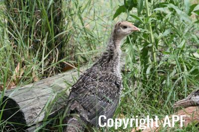normal_baby_turkey_6_wks_old~0.jpg