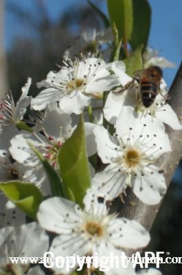 normal_bees_and_blossoms~0.jpg
