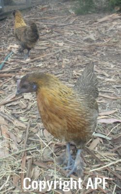 normal_belgian_bantam_x_pullets~0.jpg