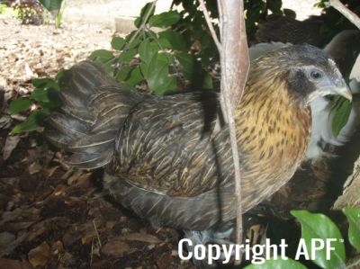 belgian_x_girl_with_hackles_8_wks.jpg