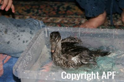 bindi_playing_in_the_bath_3_weeks_old.jpg