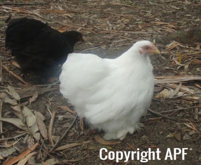 black___white_pekin_pullets~0.jpg