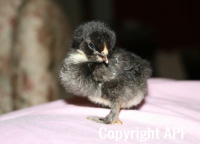 black_belgian_x_chick_3_days_old.jpg