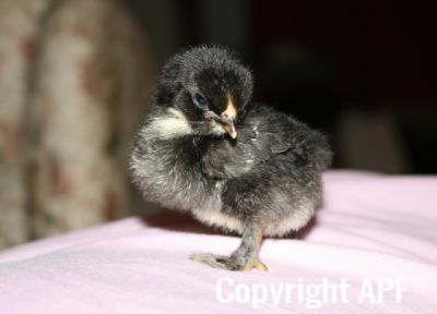 black_belgian_x_chick_3_days_old~0.jpg