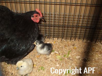 normal_black_hen_with_babies~0.jpg
