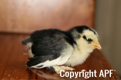 black_mottled_belgian_d_uccle_chick_1_week_old.jpg