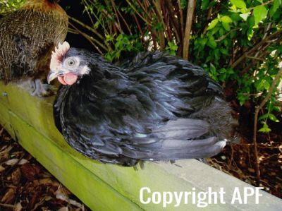 black_pekin_cockerel_8_wks_2~0.jpg