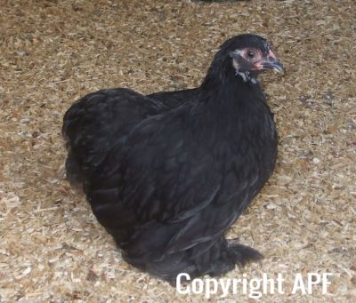 normal_black_pekin_pullet_1.jpg
