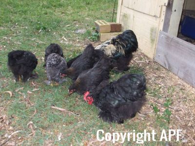 black_pekin_rooster_and_girls.jpg