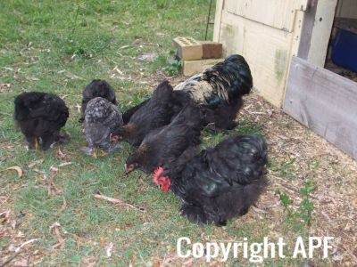 black_pekin_rooster_and_girls~0.jpg