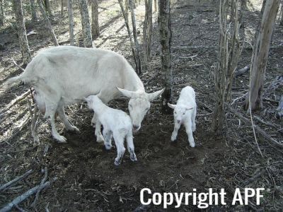 normal_blenheim_the_goat_045.jpg
