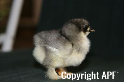 blue_dun_pekin_chick_2_days_3-10-08.jpg