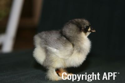 blue_dun_pekin_chick_2_days_3-10-08~0.jpg