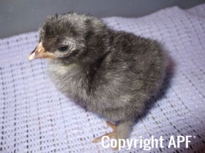 normal_blue_grey_pekin_chick~0.jpg