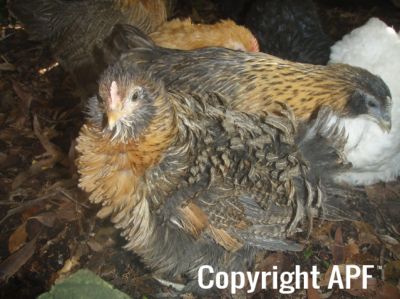 bon_bon_the_frizzle_pullet_8_wks.jpg
