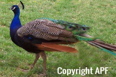 book-book_growing_new_tail_feathers~0.jpg