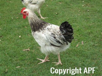 normal_boy_2_sussex_cockerel.jpg