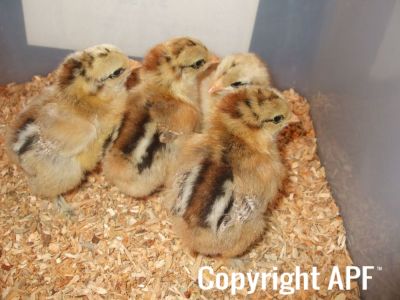 normal_brahma_chicks_1_week_old~0.jpg