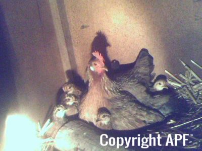 brown_leghorn_bantam_with_9_chicks.jpg