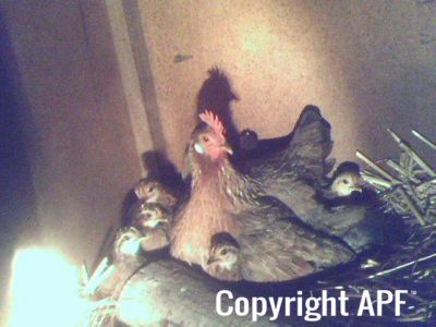 brown_leghorn_bantam_with_9_chicks~0.jpg