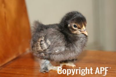 brown_red_x_buff_chick_1_week_old.jpg