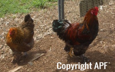 bruce_and_brahma_pullet_25_2.jpg
