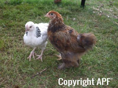 bruce_the_brahma_and_sussex_pullet.jpg