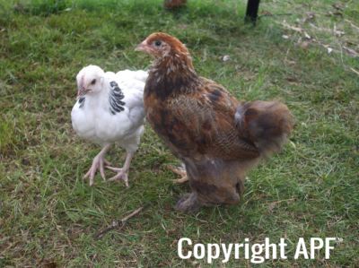 bruce_the_brahma_and_sussex_pullet~0.jpg