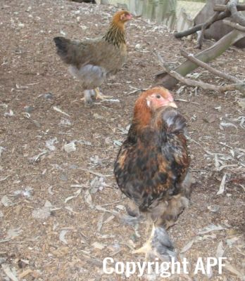 bruce_the_brahma_at_11_weeks_old.jpg