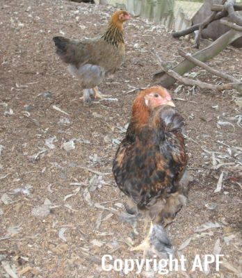 bruce_the_brahma_at_11_weeks_old~0.jpg