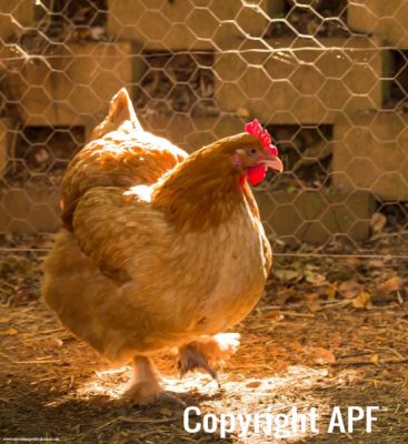 buff_cochin_x_light_sussex_hen-3592.jpg