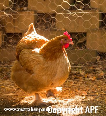 buff_cochin_x_light_sussex_hen-3592~0.jpg