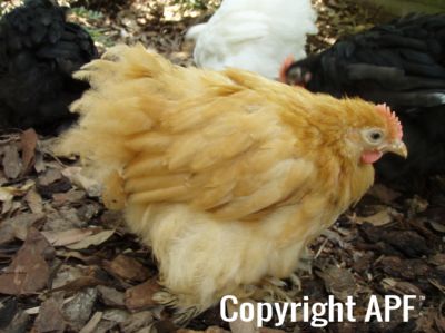 buff_pekin_cockerel_8_wks_2.jpg