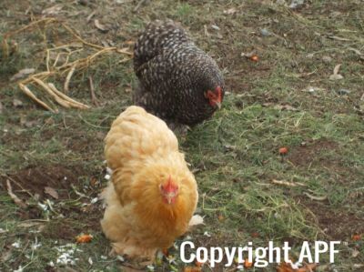 buffy_and_one_of_the_veronica_s_-_pekin_hens.jpg