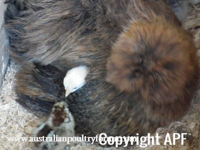 chickens_023_28640x48029~0.jpg