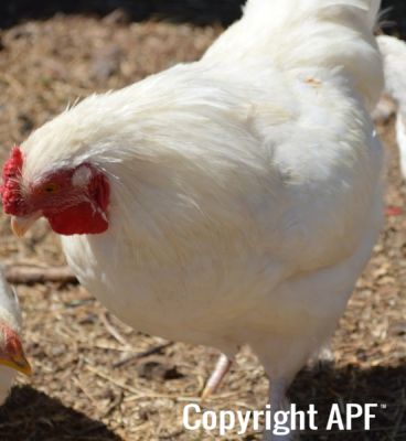 chickens_20132121_1114.jpg
